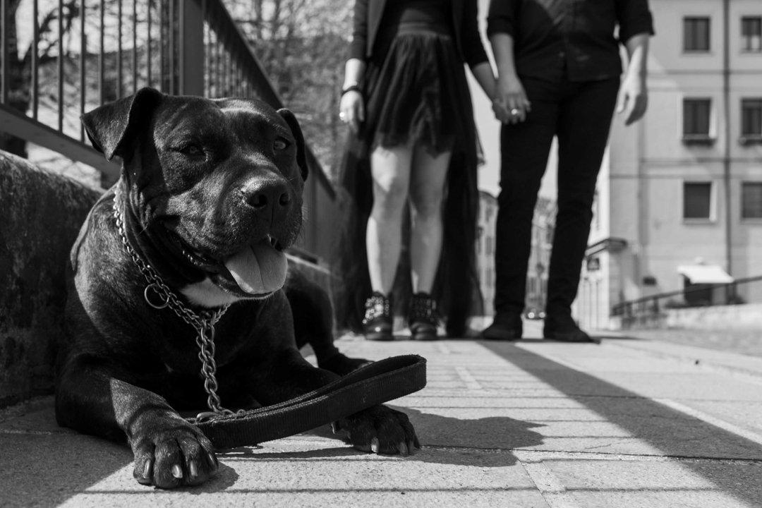 Servizio fotografico prematrimoniale di coppia SWP a Vicenza. Un cane accucciato per strada.