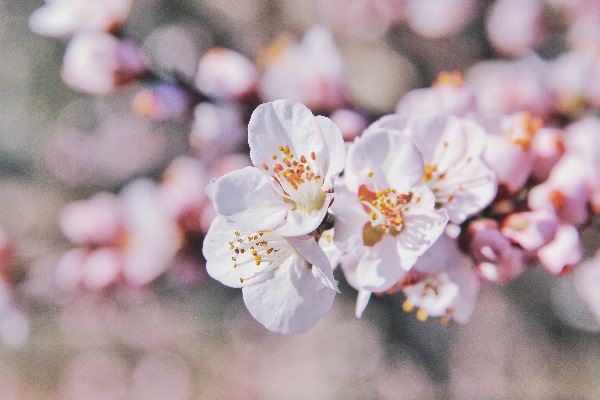 Matrimonio in primavera e scelta dei fiori